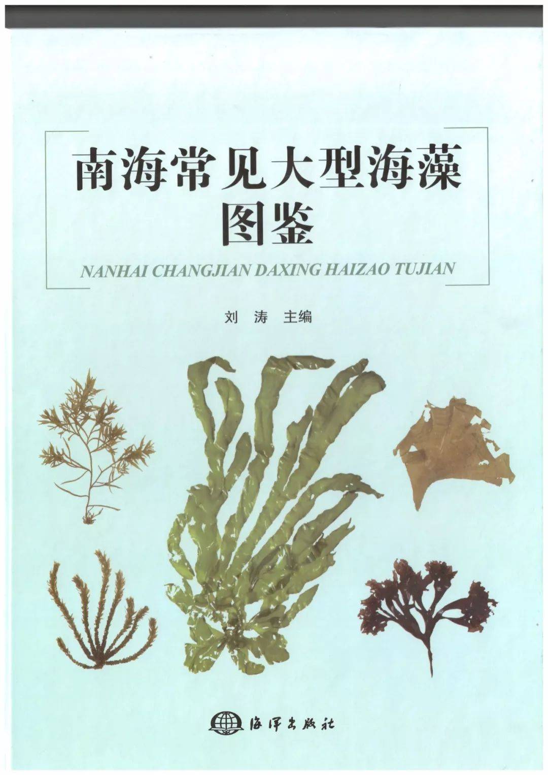 金鱼藻图片_植物根茎的金鱼藻图片大全 - 花卉网