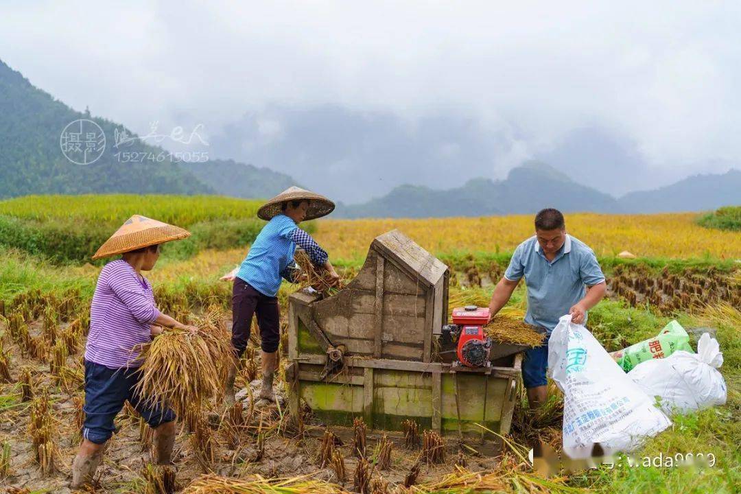 东安这里的农民正在忙着抢收稻谷!