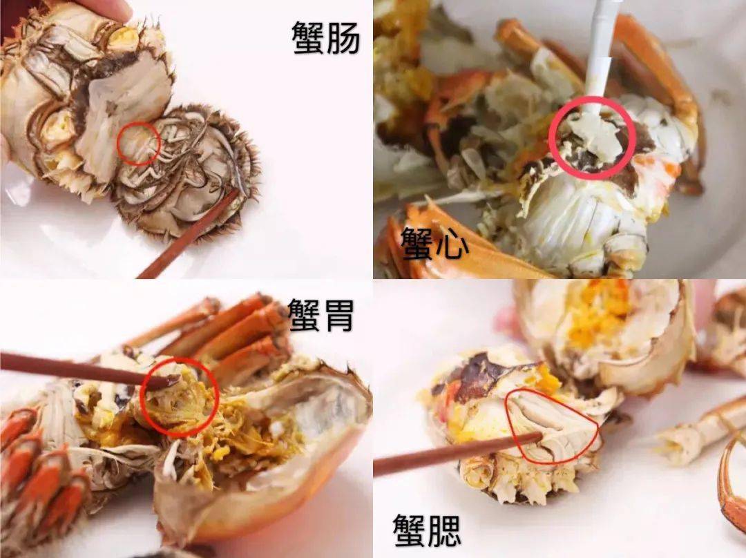 【护健甄选】又到吃蟹时节,蟹里有哪些部位不能吃?哪些人群不宜吃蟹?