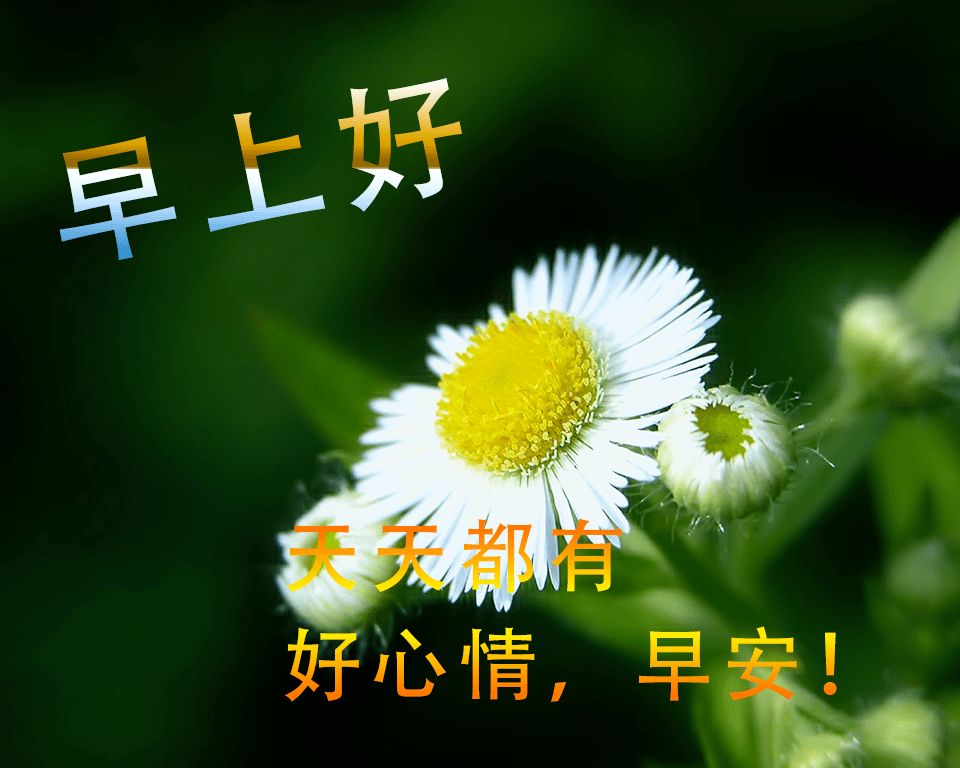 微信最适合群发的早上好问候祝福语 漂亮的鲜花高清图片带字
