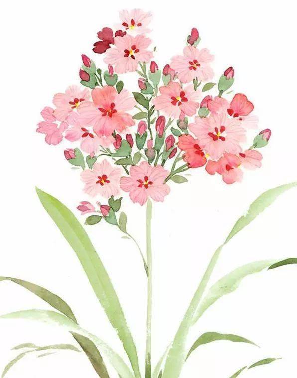 彩铅花卉植物手绘临摹素材 彩铅花卉步骤