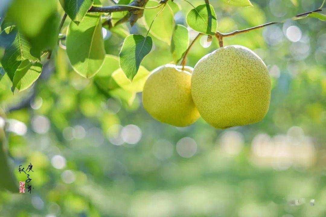 金黄的砀山酥梨,挂在丰收的大梨园里!