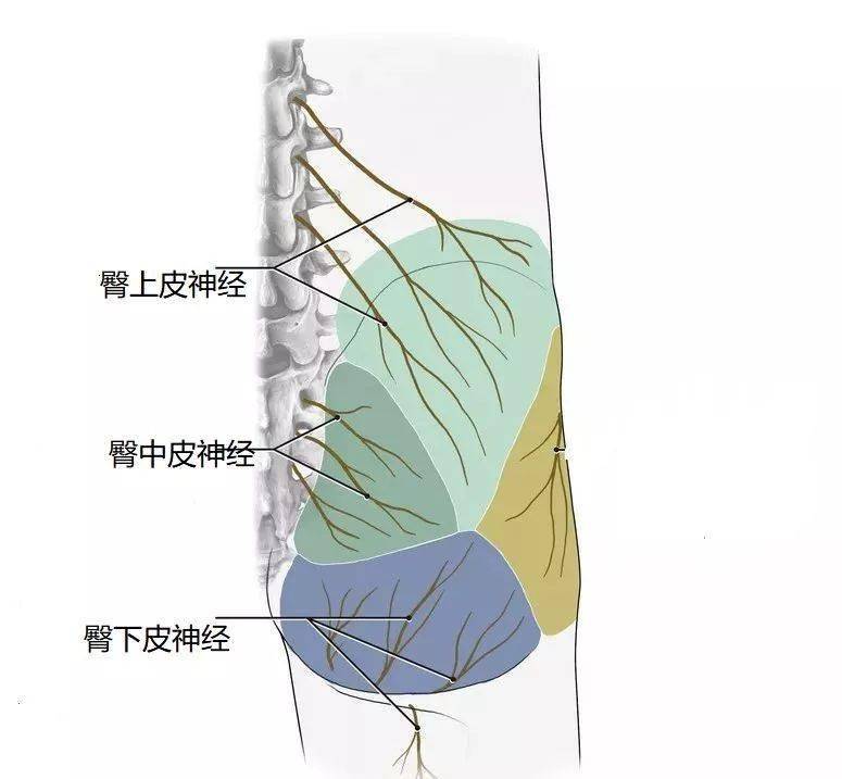 5月10日河南针刀微创临床诊疗尸体