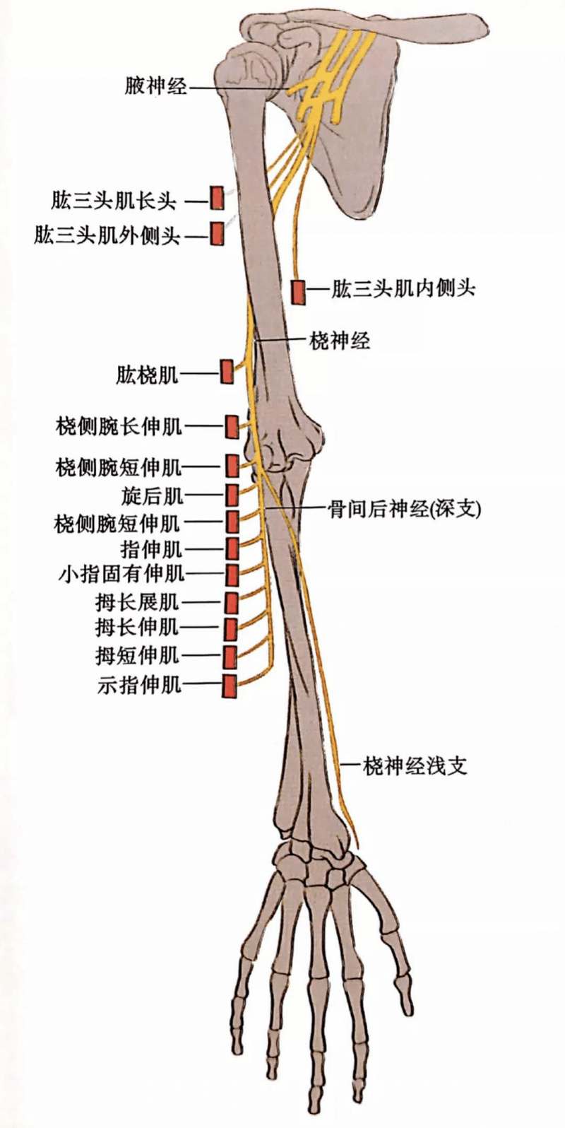 什么是桡神经损伤? 桡神经位于上臂,桡神经损伤是指上臂神经受损.