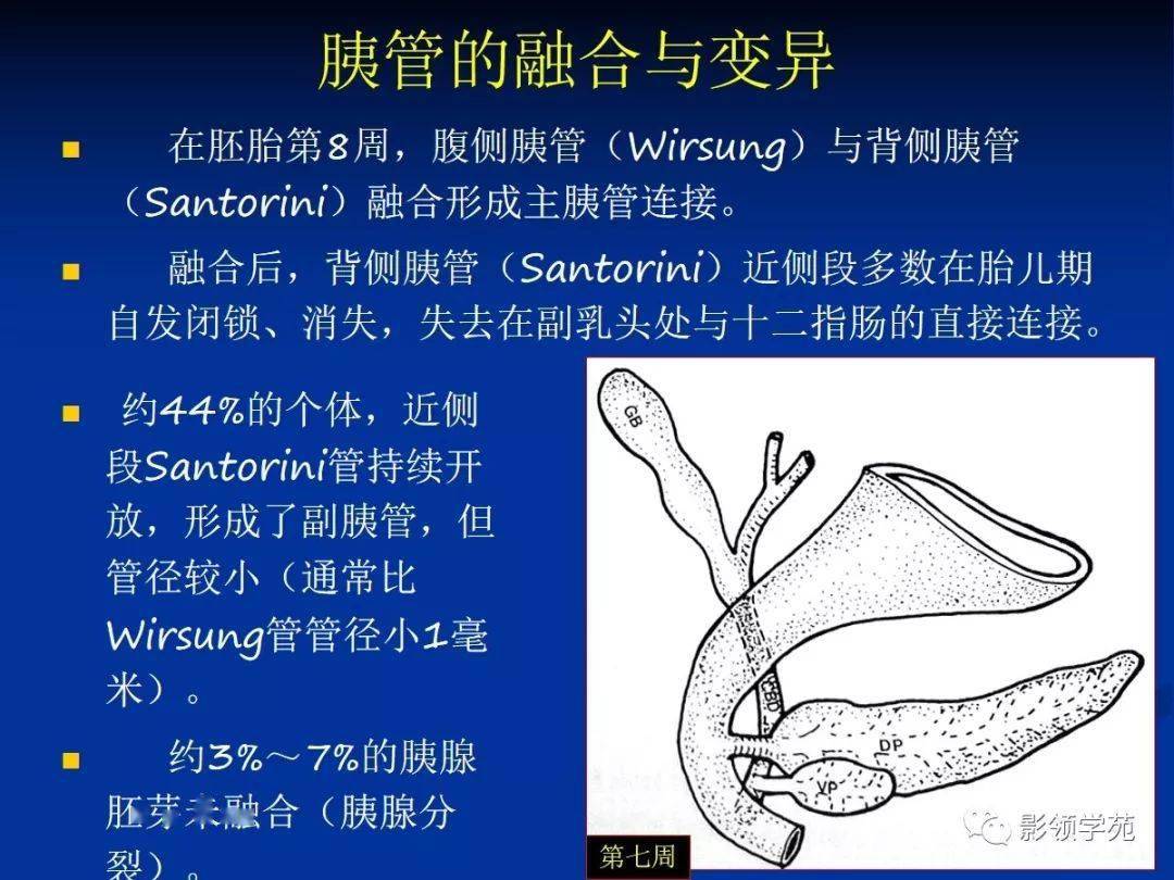 胰腺的解剖与常见变异