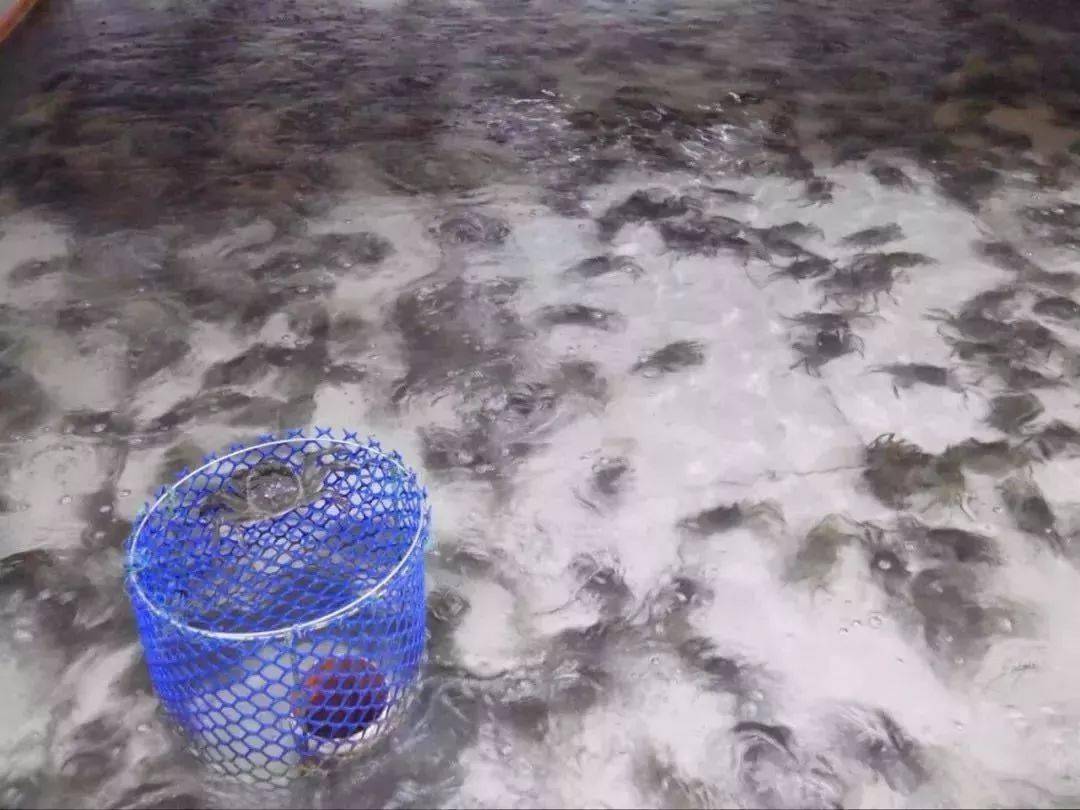 阳澄湖|什么是好吃的大闸蟹！咬一口“biu~”爆膏流黄15年老蟹农告诉你