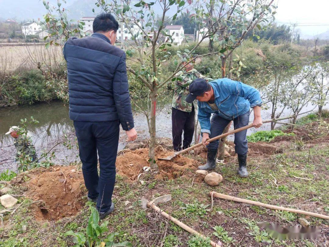 池州市庙前镇有多少人口_树人镇有多少人口