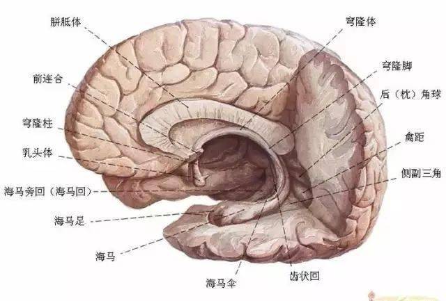 脑模型对比大脑供血动脉3d扫描ct成像脑室系统脑干脑部神经系统是由脑