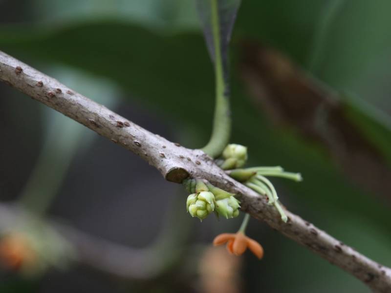 这是因为,桂花的花芽是叠生的,一个花芽就是一茬花,这也是它很有趣的