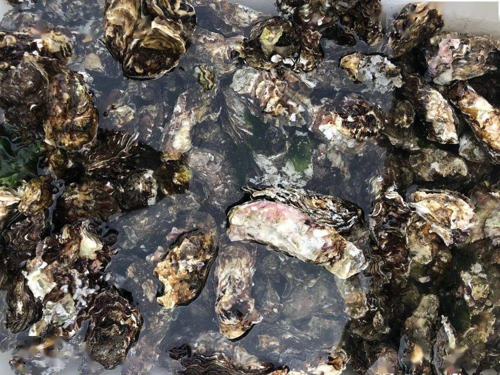 螃蟹|威海海鲜价格这样，快吃起来国庆假期