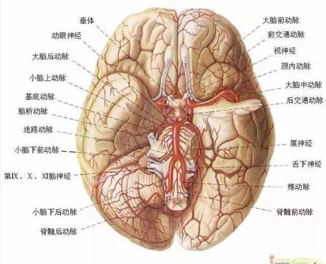 结构神经分布图人脑区域图磁共振成像&人脑模型对比大脑供血动脉3d
