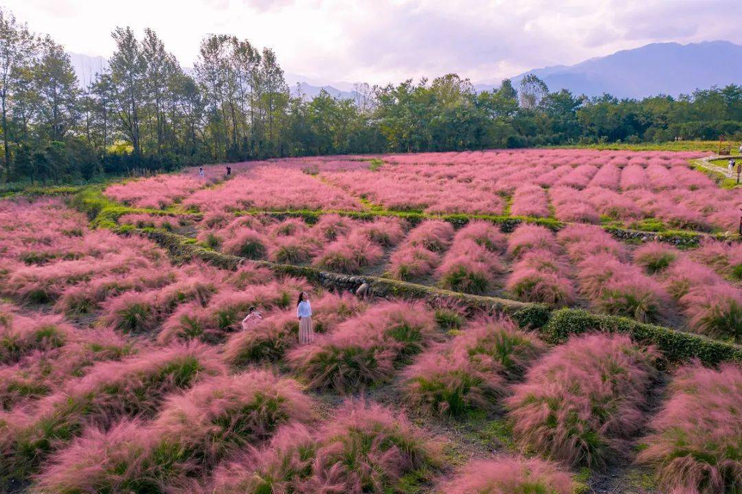 东安唯一的花海 繁花似锦,进入最佳观赏期!