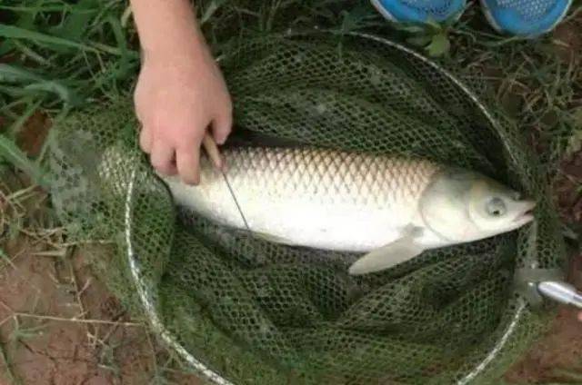 人生|大草鱼难钓到怀疑人生？其实只要用好这5种饵就好