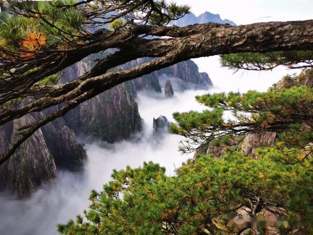 十一假期第五天:黄山风景区大美云海迎游人