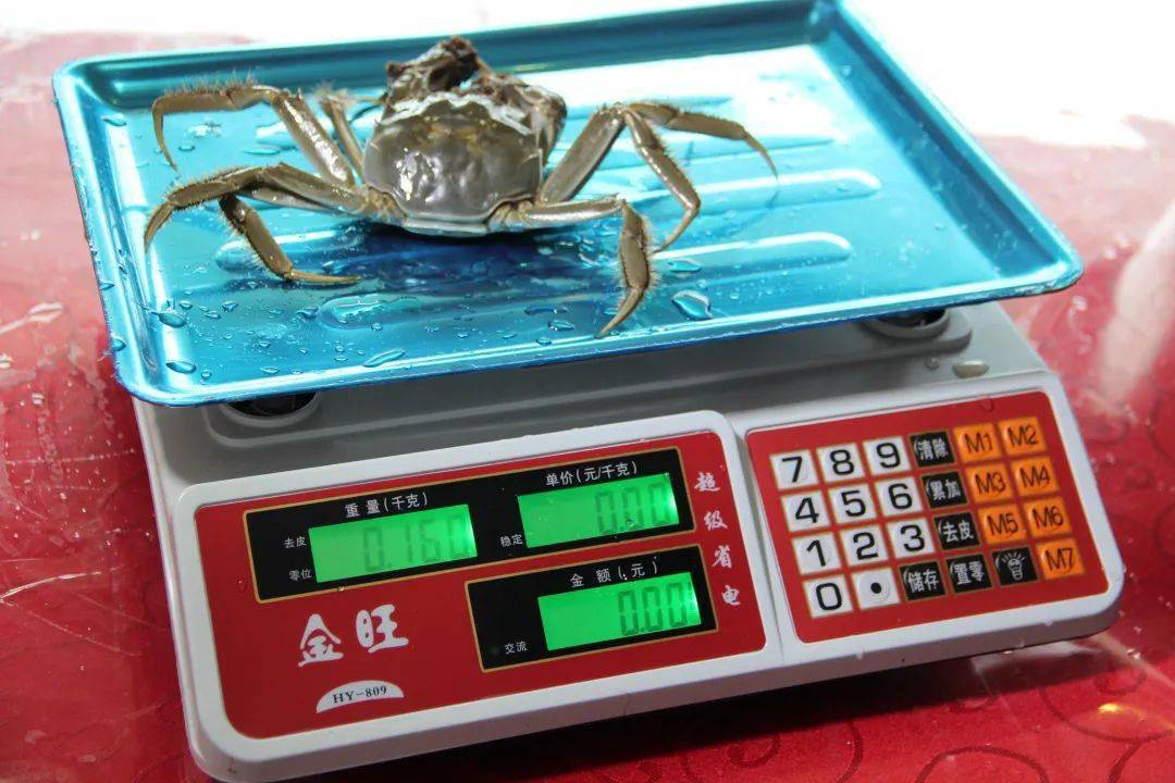 所有人|阳澄湖大闸蟹可以提现货啦~@所有人
