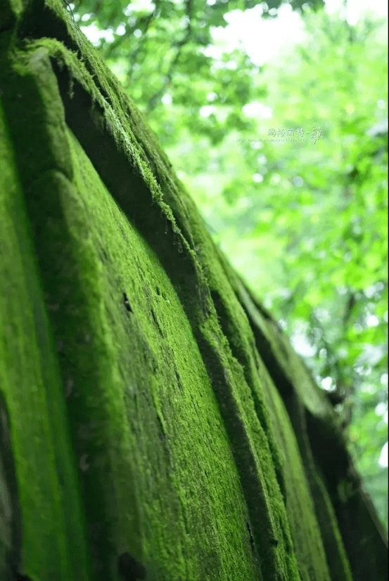 一抹苔色,美了一方小院