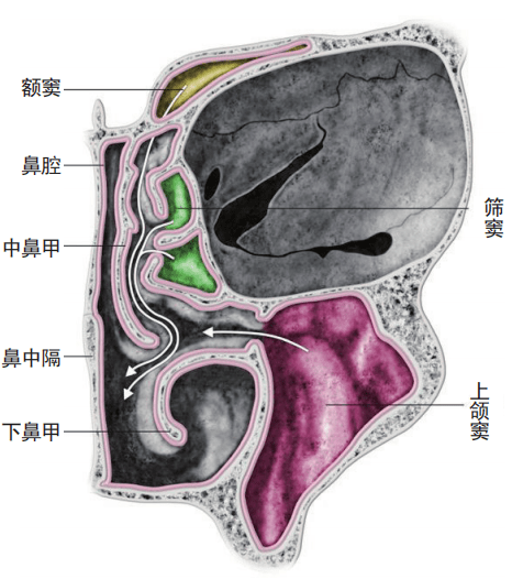 种植相关外科解剖——上颌窦分隔