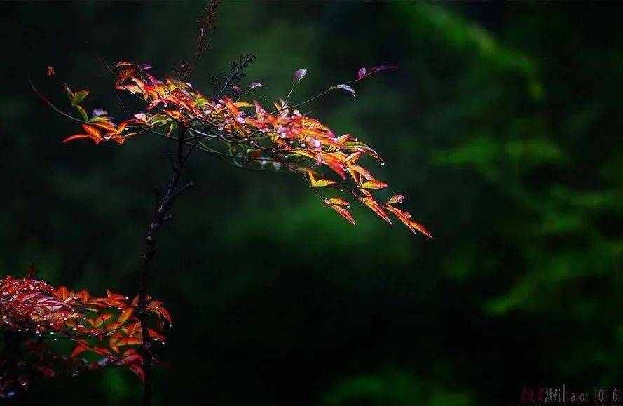 美丽的秋天教案_秋天的雨教案范文_金色的秋天教案