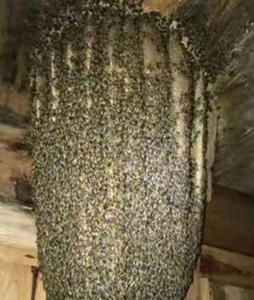 中蜂特性和活框蜂箱恩怨