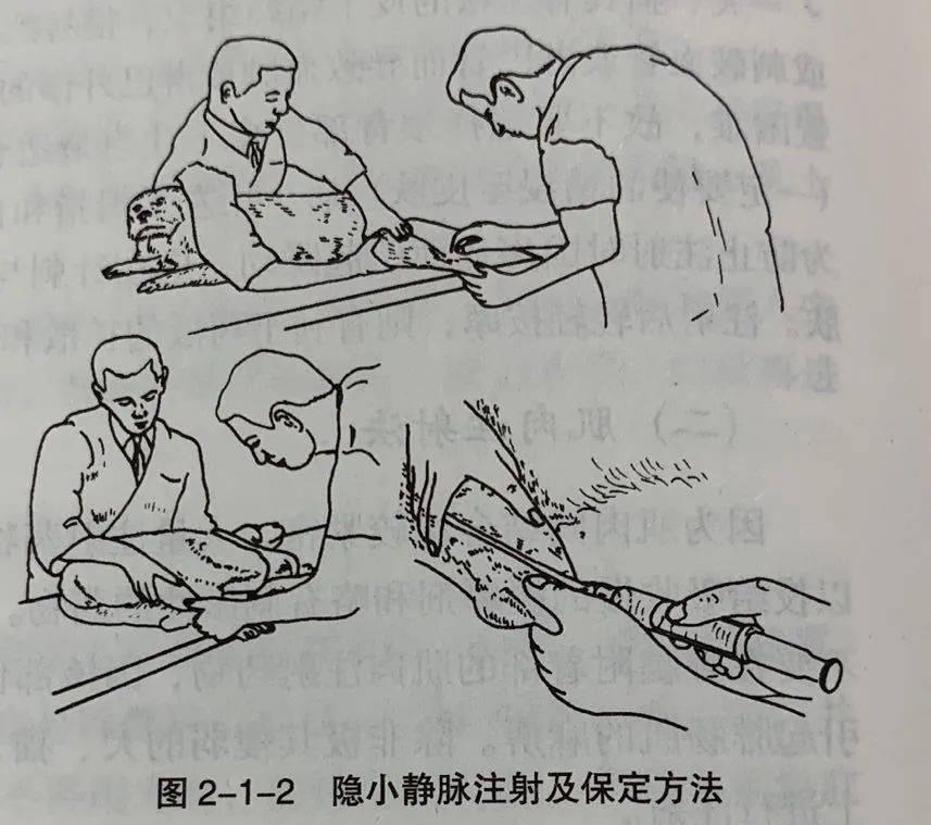 4,颈静脉主要用于仔犬及猫.