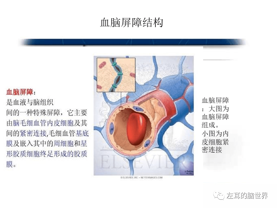 脑肿瘤基础 | 血脑屏障,强化,水肿_手机搜狐网