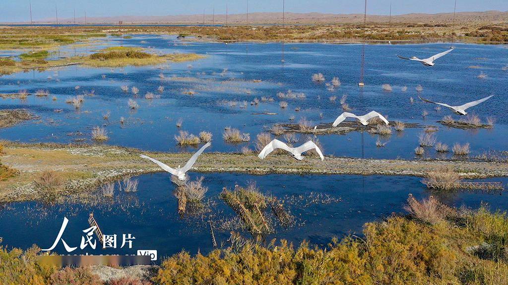 新疆巴州:博斯腾湖畔天鹅起舞_博湖县