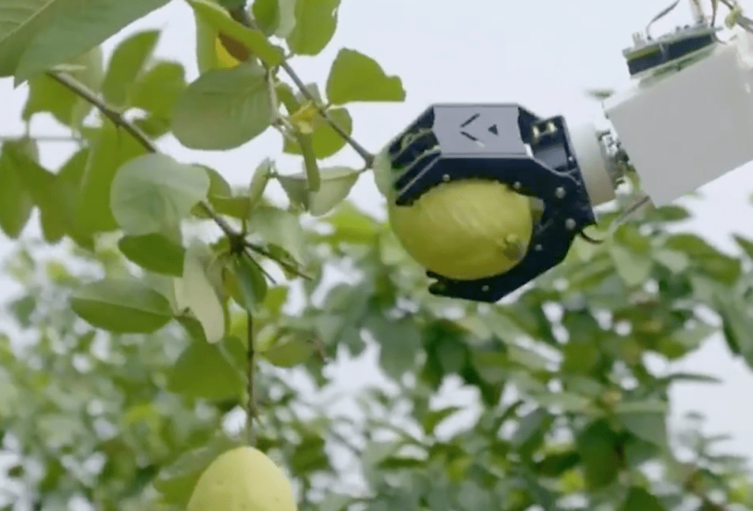 华南农业大学开发的采摘机器人,正在采摘番石榴不过,目前国内外果蔬