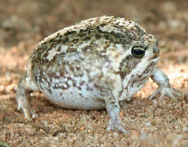 breviceps adspersus散疣短头蛙尖吻短头蛙是南非特有的物种,它的自然