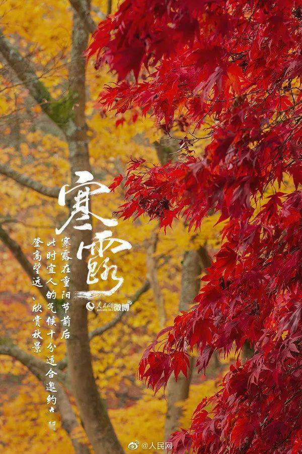 今日|寒露
