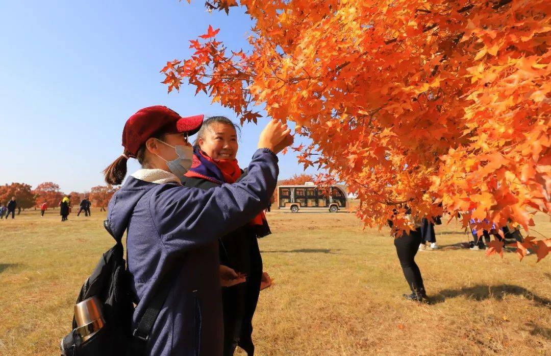 金秋时节是丰收的季节,更是科右中旗枫林最美的季节,走进五角枫生态