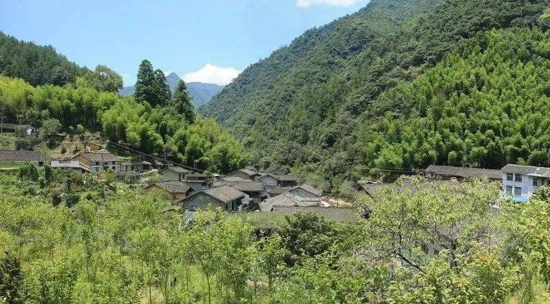 处州村游去这里蜂景独好龙泉这个红色山村你去过吗