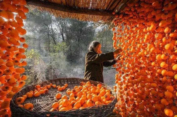 唐人段|柿子红了！柿柿如意！