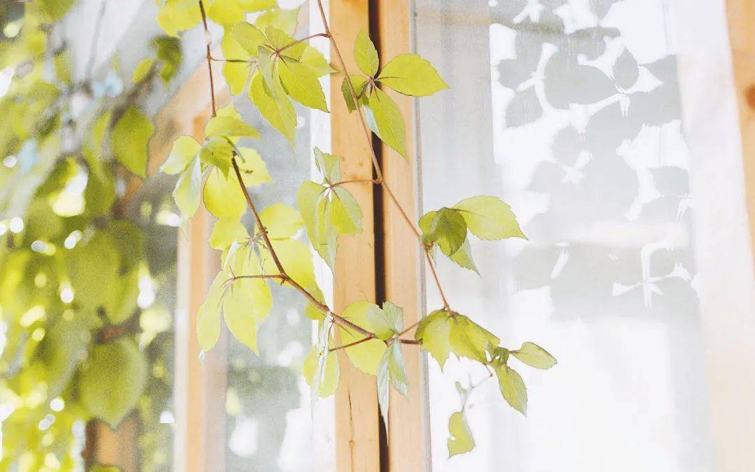 九月|农历九月运---关闭一扇不适合自己的门（廉贞忌）快乐会来的更快一些（天同禄）