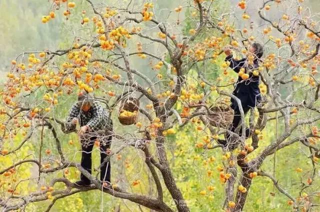 唐人段|柿子红了！柿柿如意！