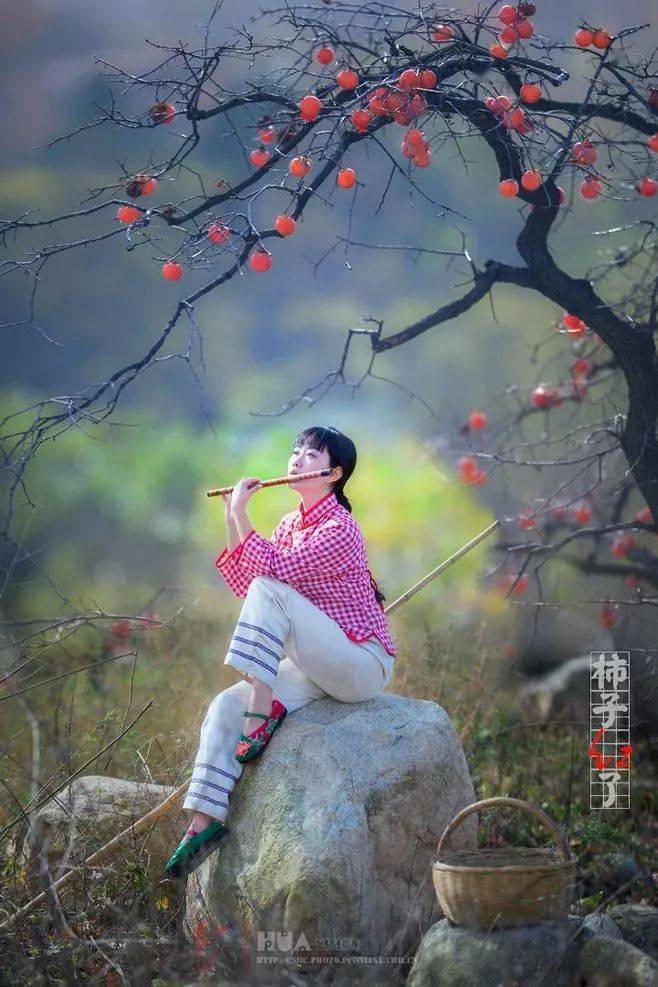 唐人段|柿子红了！柿柿如意！