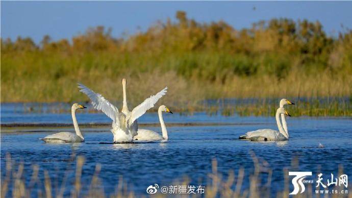 简谱博斯腾湖_儿歌简谱