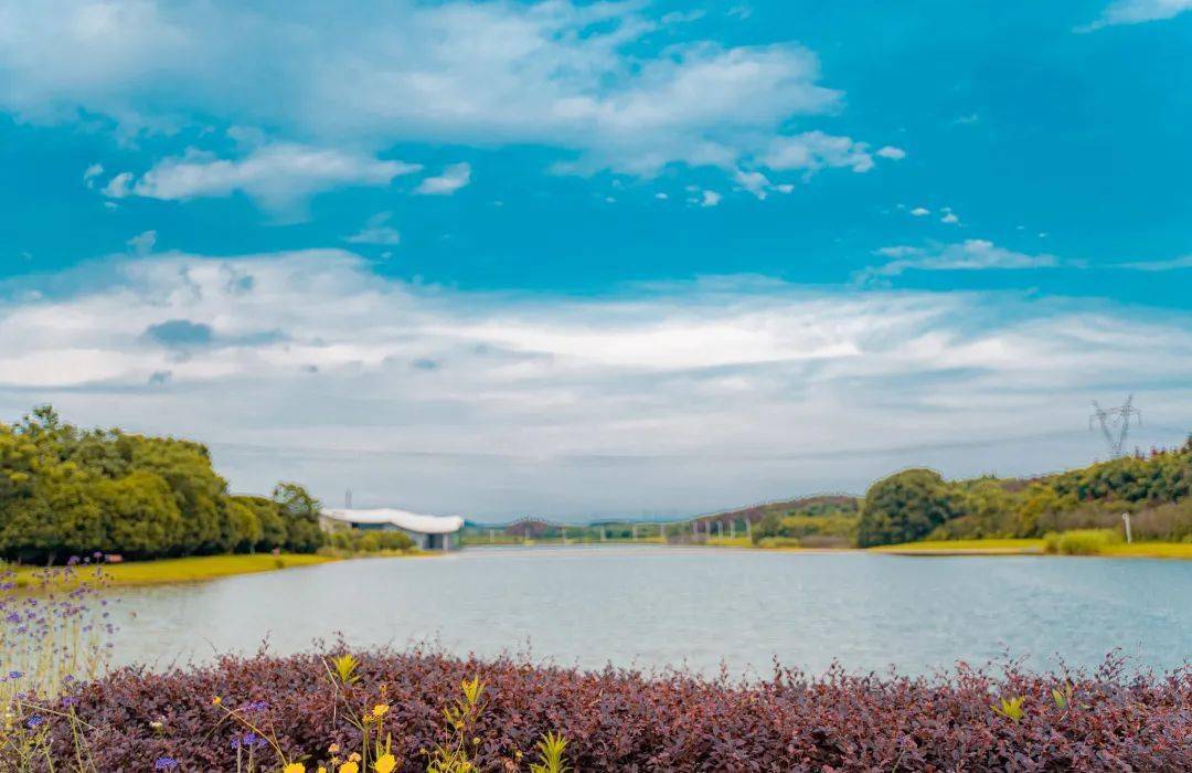 高客艺廊|仙鹤湖赏菊,花海寄秋思