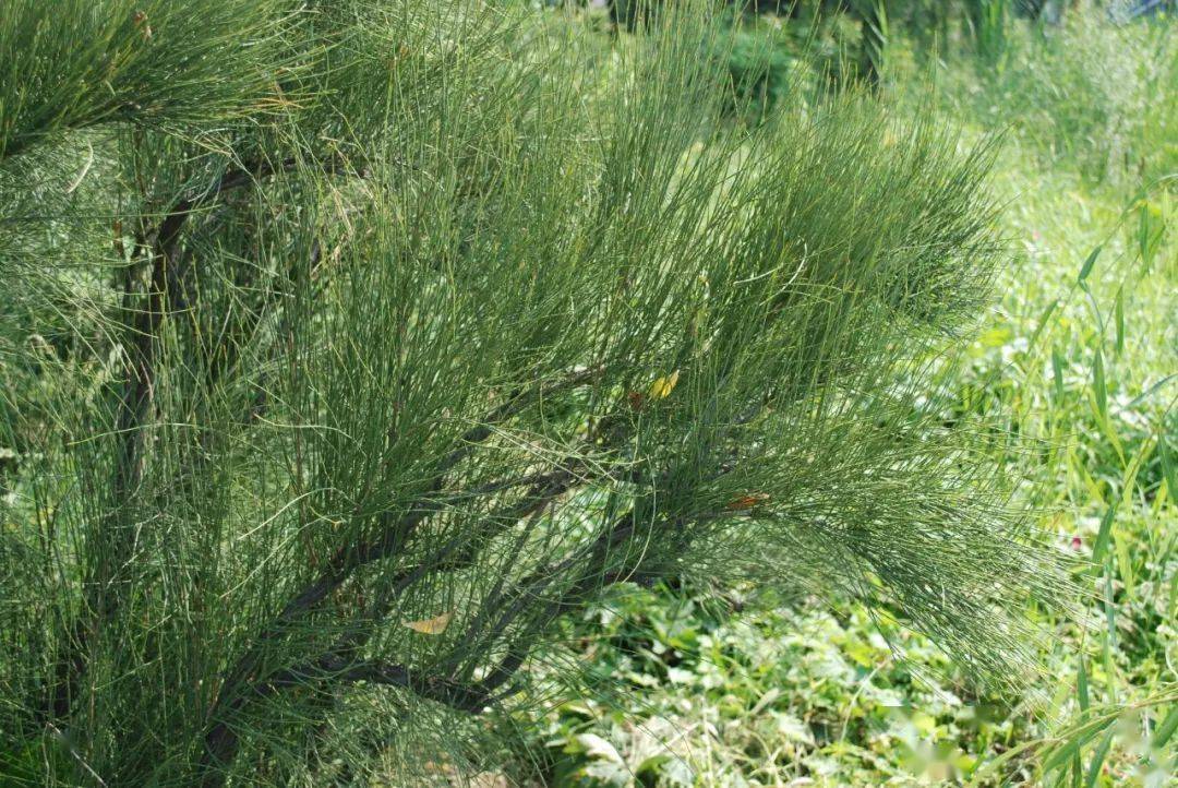 草麻黄ephedra sinica stapf本品为麻黄科植物草麻黄ephedra sinica