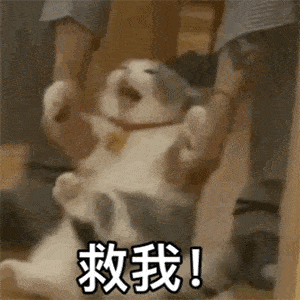 沙雕可爱表情包合集-  (来源宝藏公众号:表情包爸爸) (公众号:表情