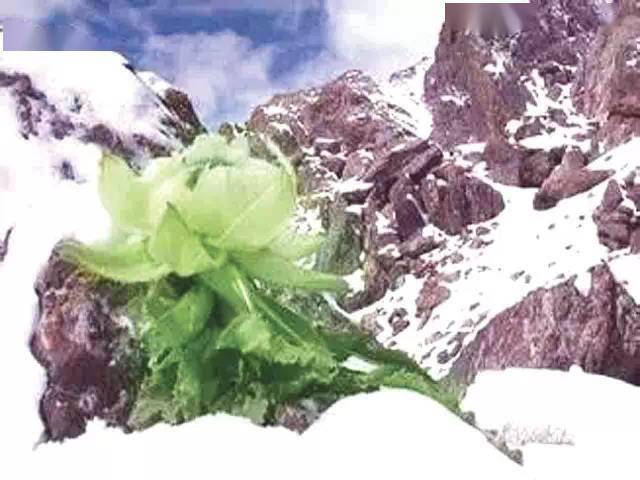 苹果|新疆为什么这样红？