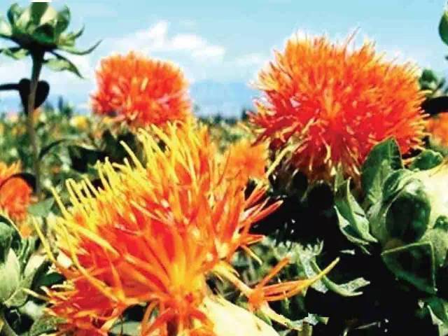 苹果|新疆为什么这样红？