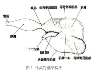 46例鹦鹉前胃扩张症的诊断和治疗详解