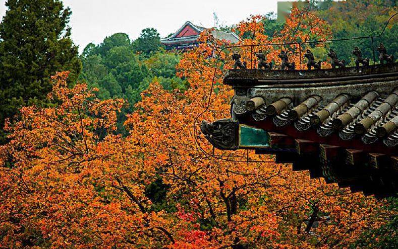 杨朔:香山红叶