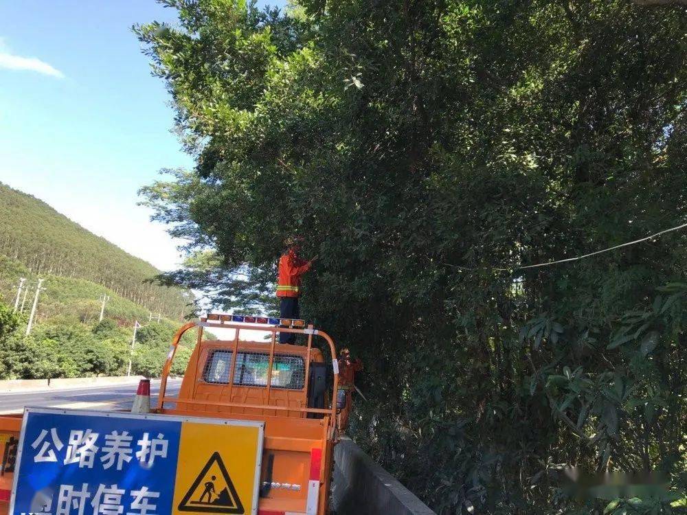 线常山路段树多,长势茂盛,针对车流量大,行道树较高,长得蓬松的情况