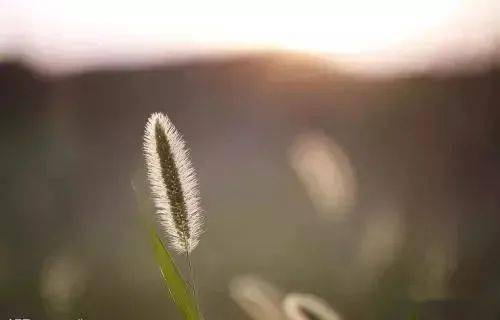 平常心是一种什么心态 0ca5a6fca46b43c59d4c2787f826f881.jpeg