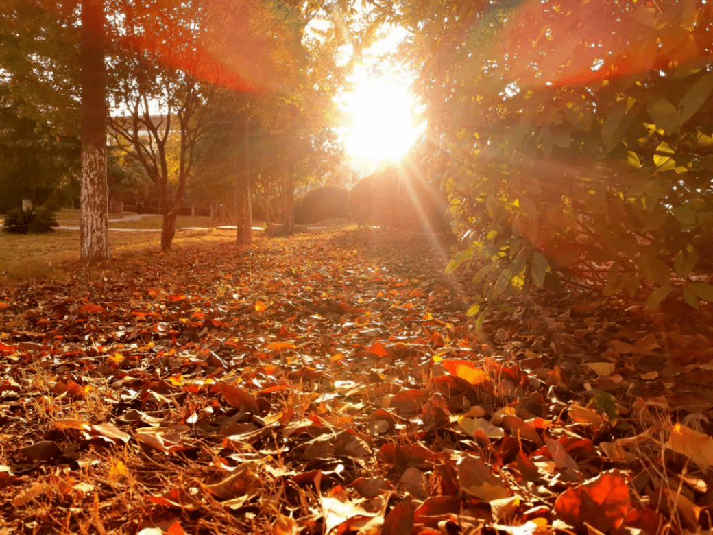 清晨 它轻轻的触摸着大地 将一缕缕阳光洒向它向往的地方 秋天的早晨