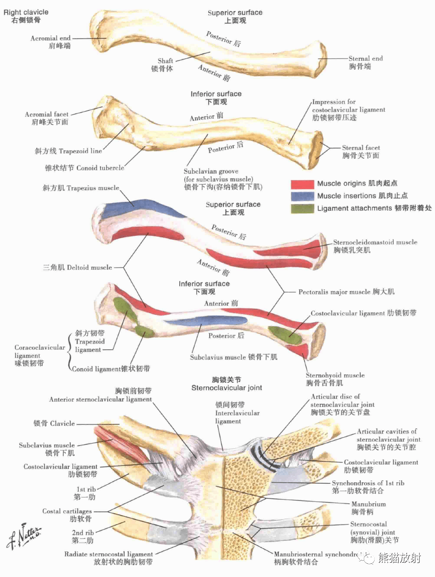 解剖丨上肢锁骨肩关节肩袖上臂肌群臂丛