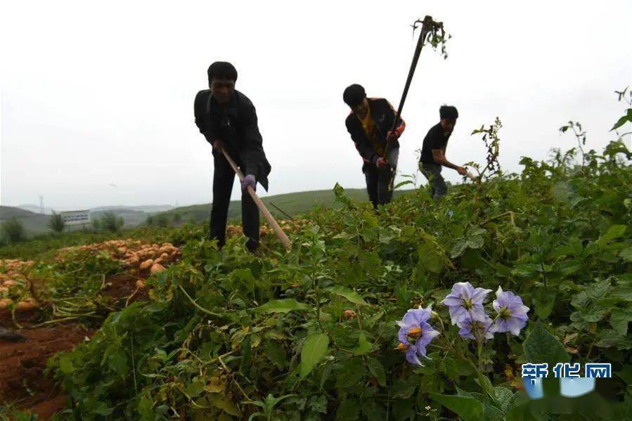 永善区人口_永善县城图片