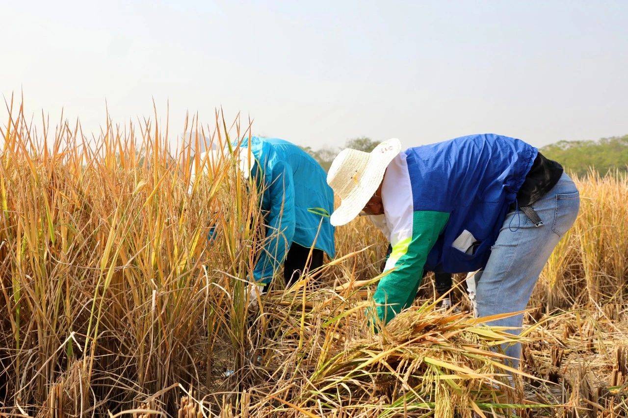 唐羽|割稻、脱粒、挖苕……武大学生化身“农夫”干活儿忙
