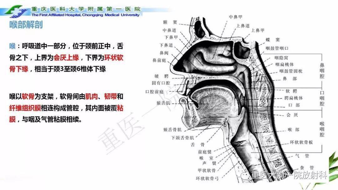 关于咽部解剖及t分期影像诊断